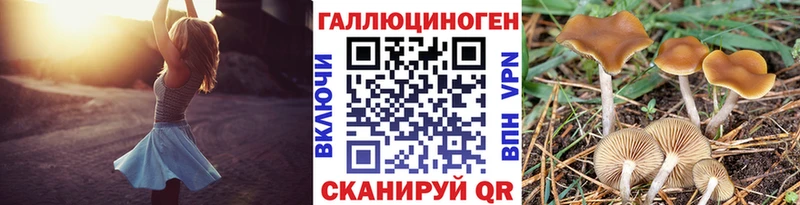 Купить где  Добрянка  Псилоцибиновые грибы Psilocybe 